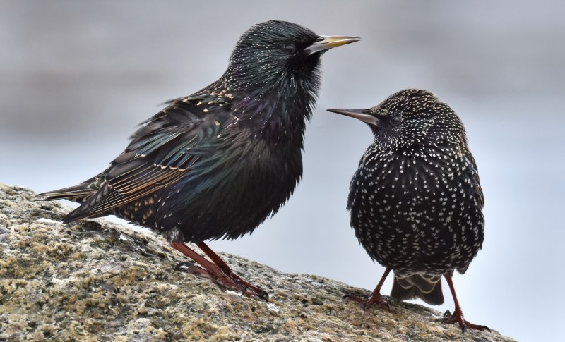 Blackbird черный Дрозд