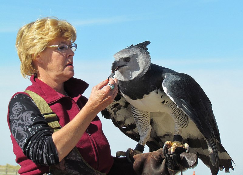 Pet Eagle
