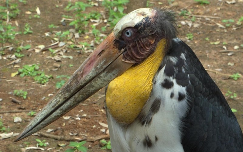 Marabou Stork