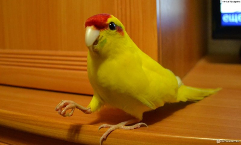Какарик желтый