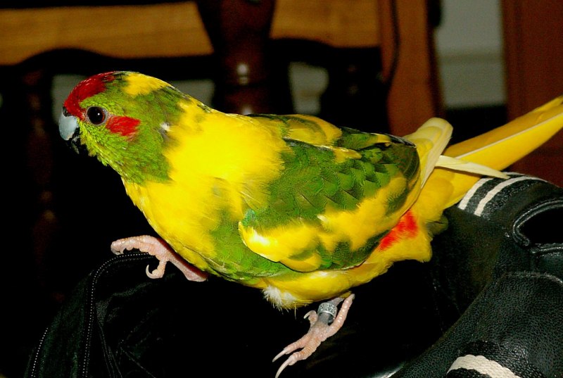 Какарик новозеландский желтый