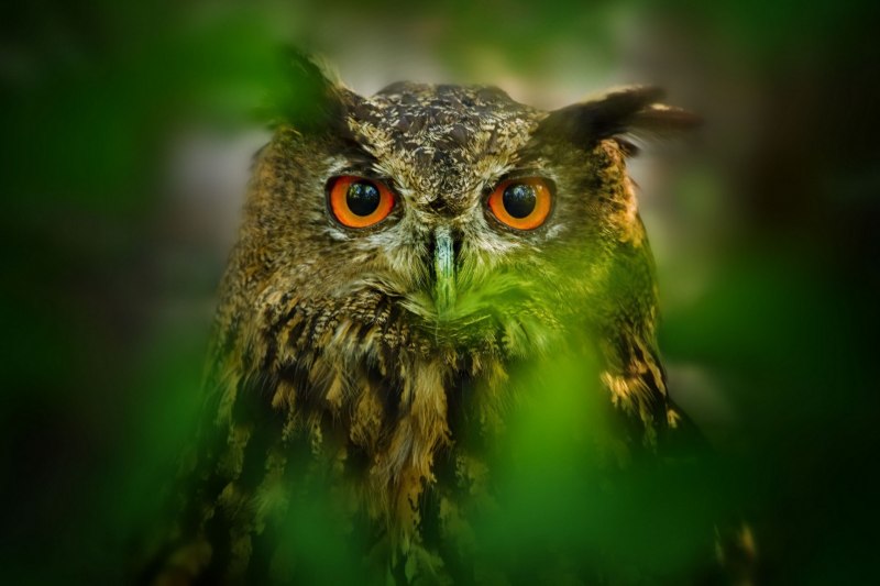 Зеленая сова (67 фото)