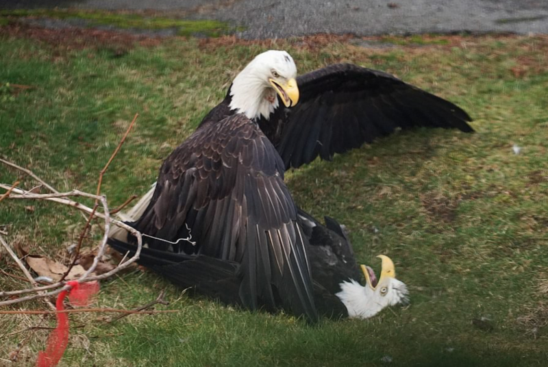 Kill that Eagle