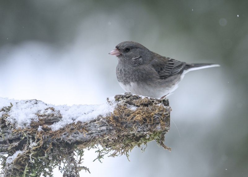 Dark eyed Junco