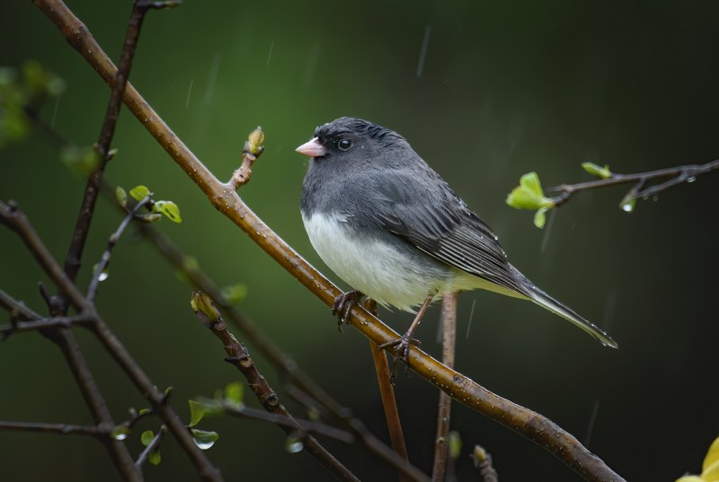 Junco hyemalis