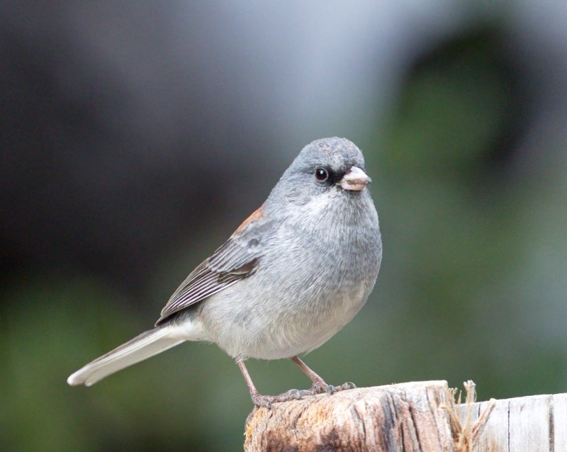 Juncos Birds