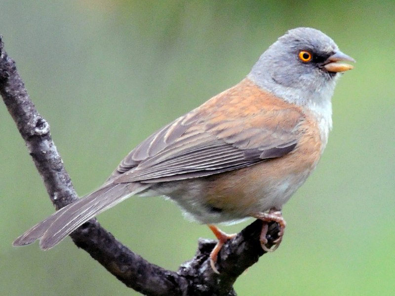 Baeolophus wollweberi