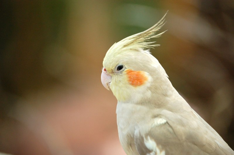 Корелла Cockatiel