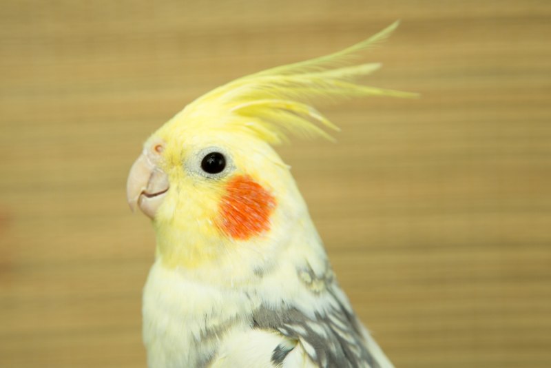 Какаду и корелла