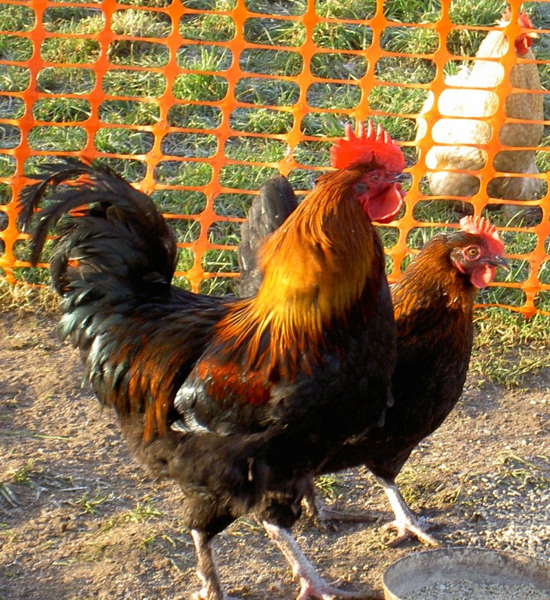 Куры породы Маран