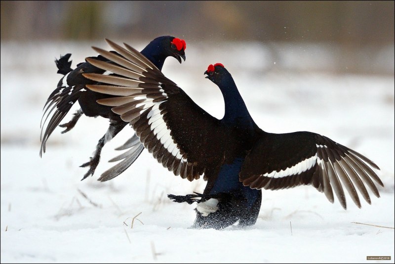 Глухарь (Tetrao urogallus)