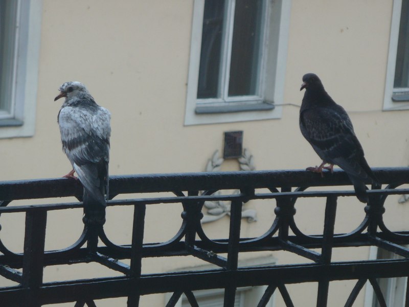 Голубь стучится в окно