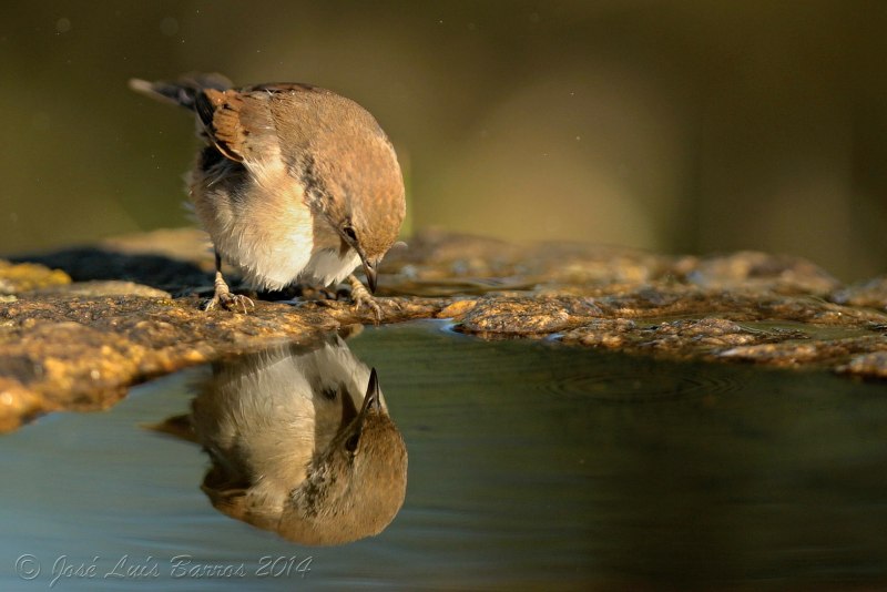 Природа птицы
