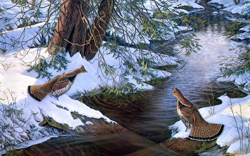 Самка зарянки горихвостки