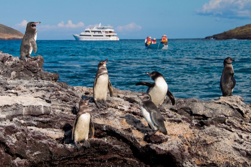 Галапагосские пингвины (54 фото)