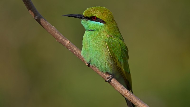 Bee Eater птица Green