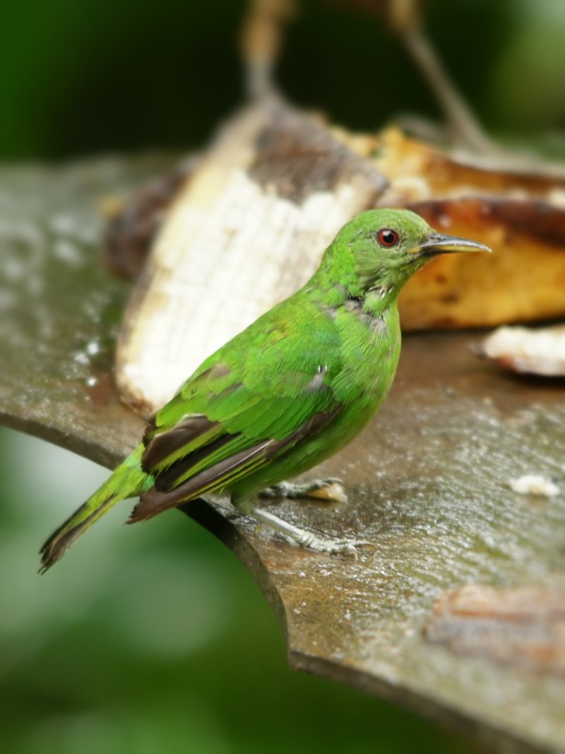 Chlorophanes Spiza