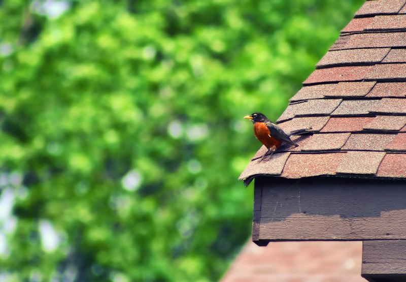 Birds. На крыше