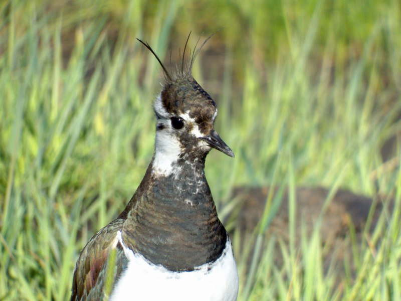 Чибис, или пигалица (Vanellus Vanellus)