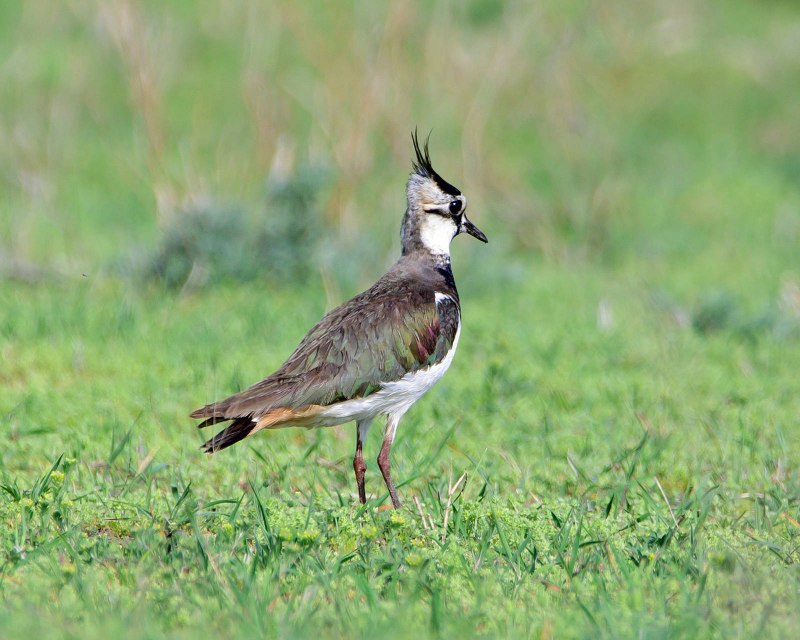 Чибис Vanellus Vanellus
