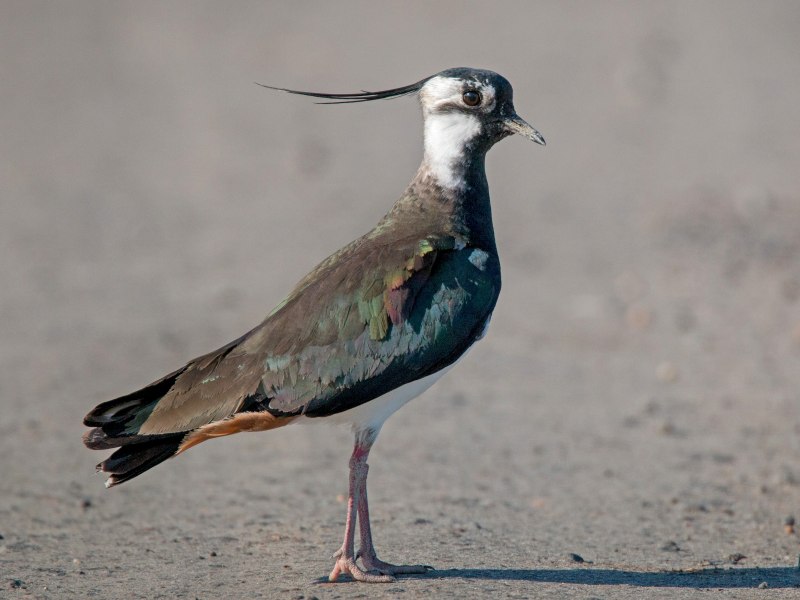 Чибис, или пигалица (Vanellus Vanellus)