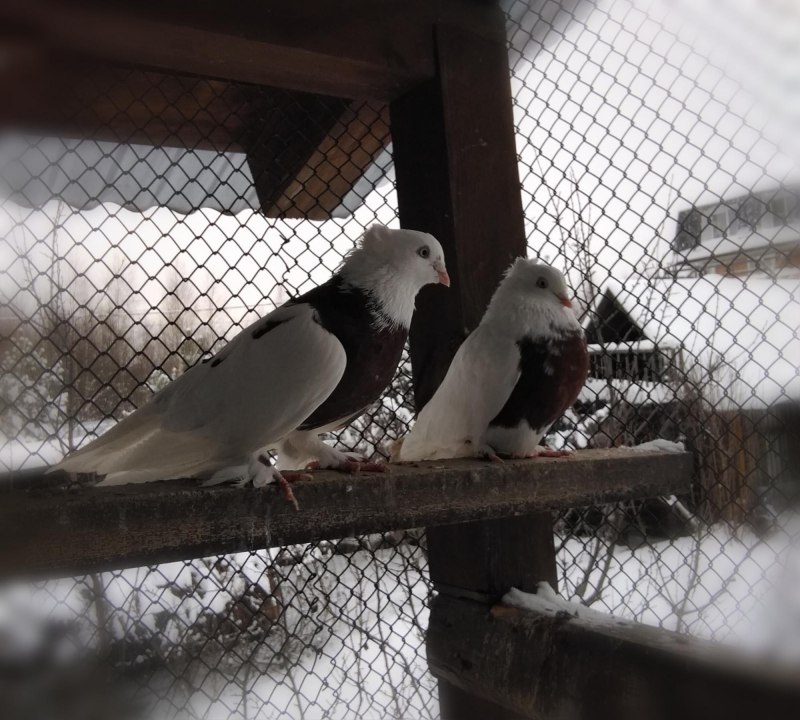 Андижанские голуби Хаккя