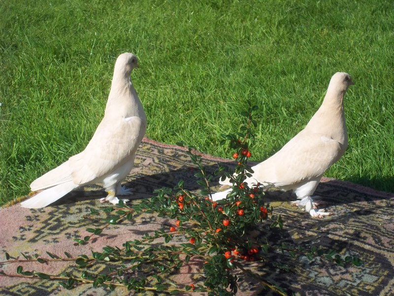 Carrier Pigeon