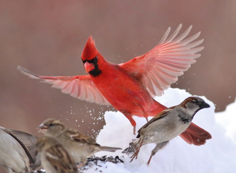 Red Cardinal птица