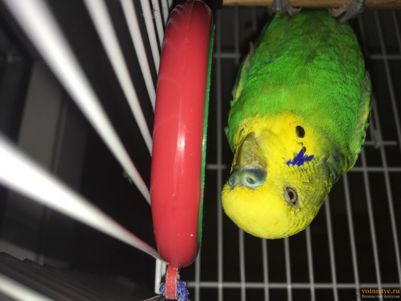 Попугаи порода Cockatiel неон