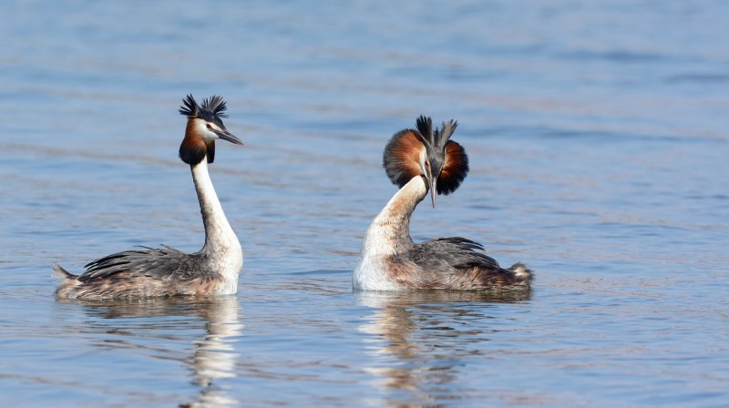 Большая поганка – Podiceps cristatus l.