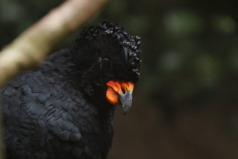 Great Currasow