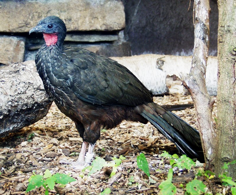 Crax rubra