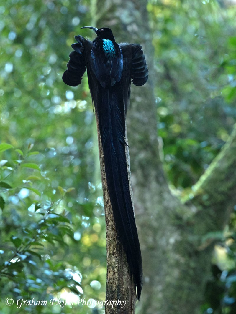 Paradisaea Rudolphi