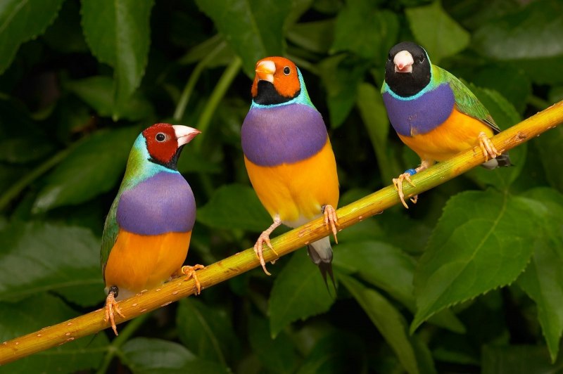 Zebra Finch