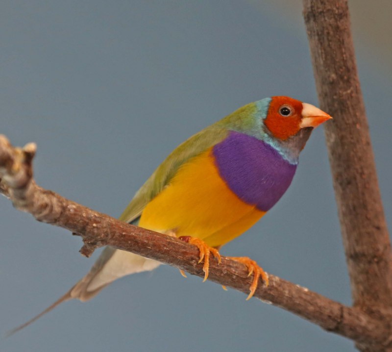 Gouldian Finch птица