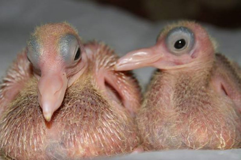 Новорожденный птенец (35 фото)