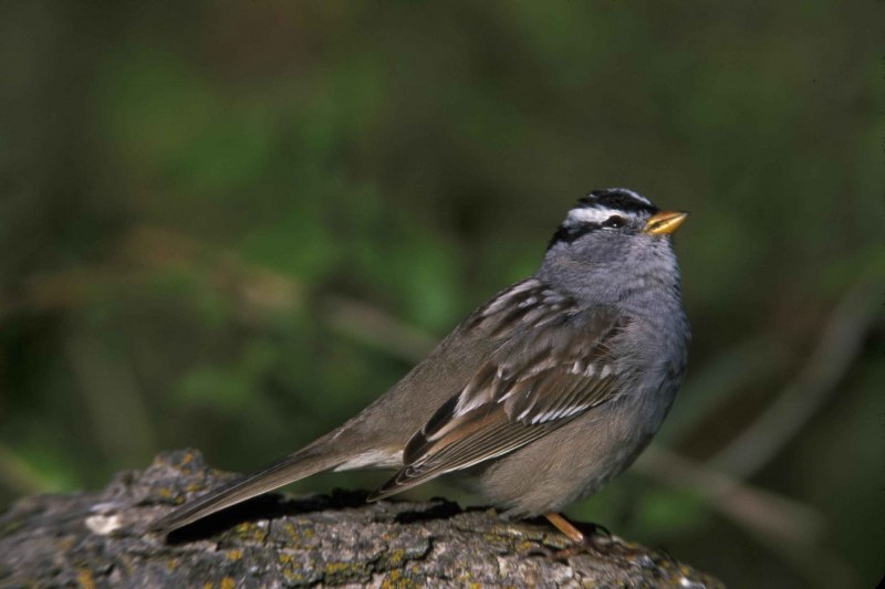 Zonotrichia leucophrys