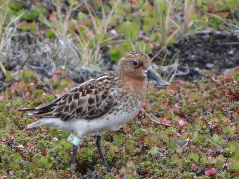 Calidris pygmaea