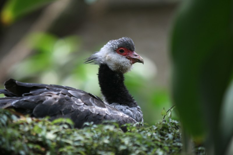 Chauna torquata