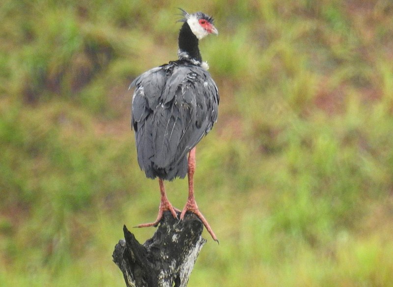 Horned Screamer