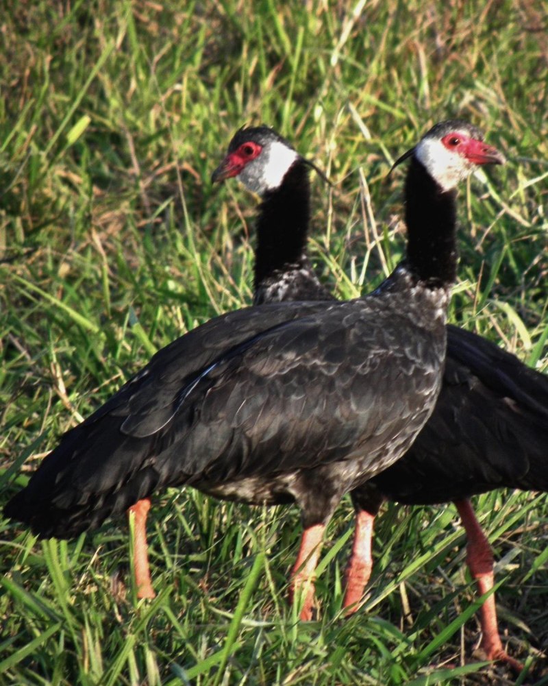 Horned Screamer