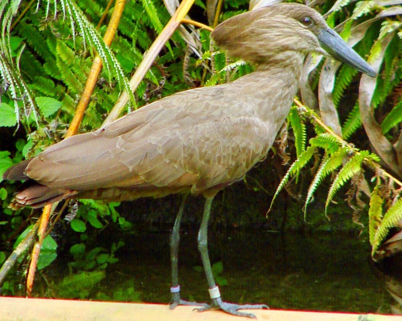 Птица Hamerkop