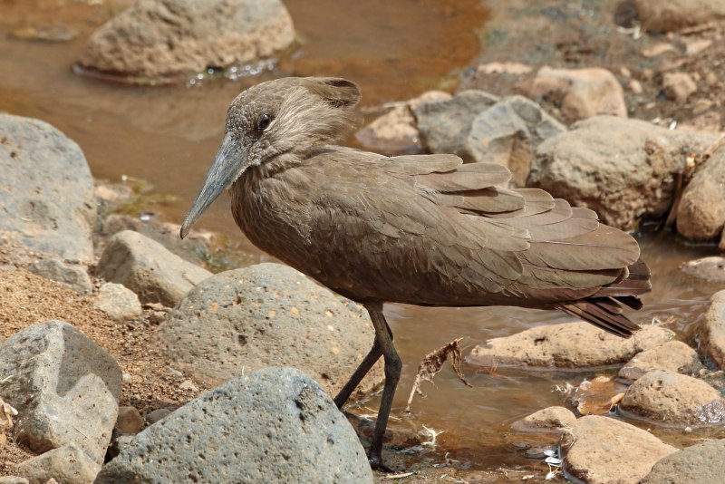 Птица Hamerkop