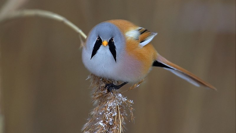 Panurus biarmicus усатая синица