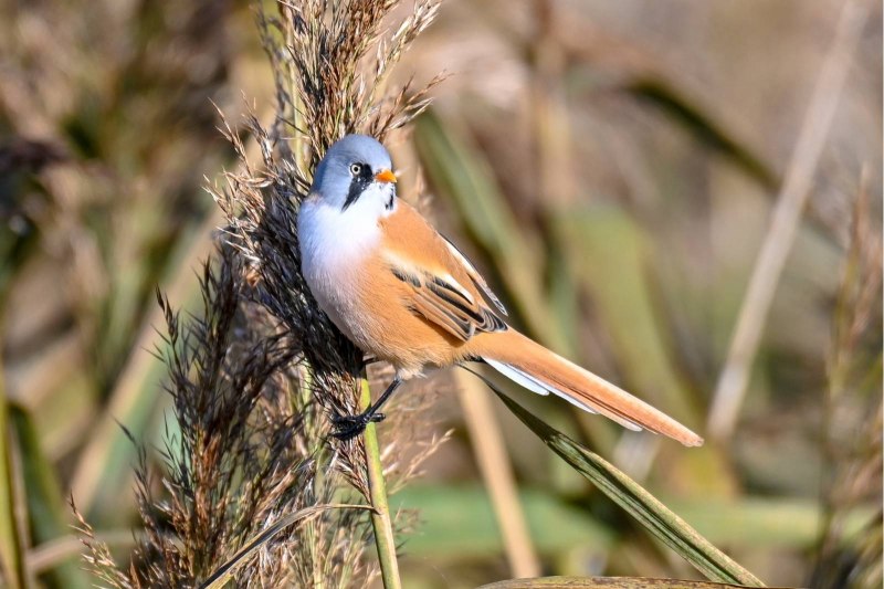 Panurus biarmicus птица