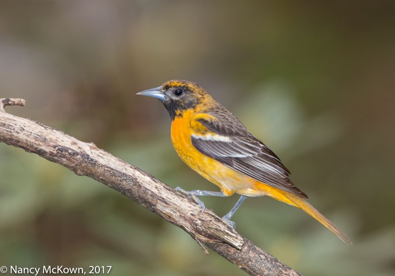 Ноты Oriole Иволга Афанасенко т