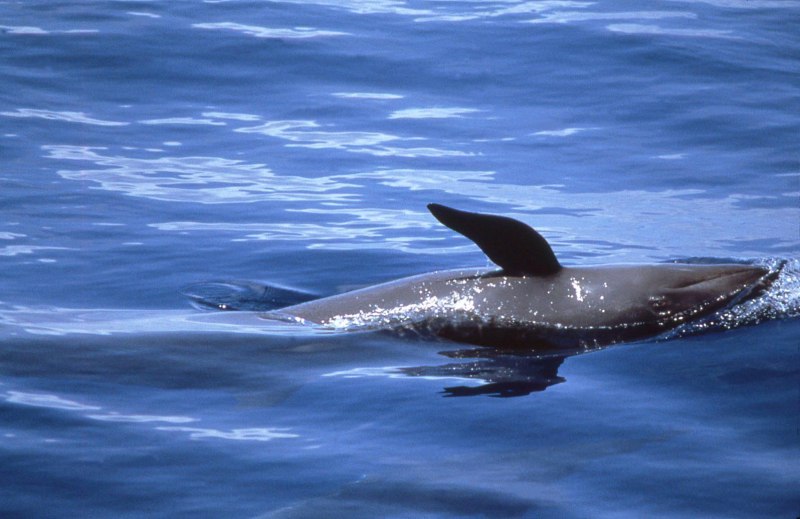 Косатка - Orcinus Orca (Дальневосточная Плотоядная популяция)