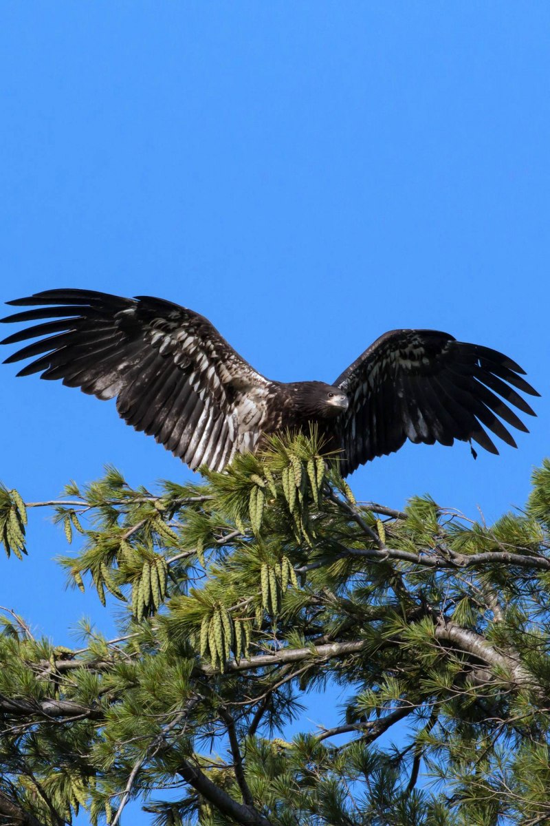Орёл-карлик (Aquila pennata)