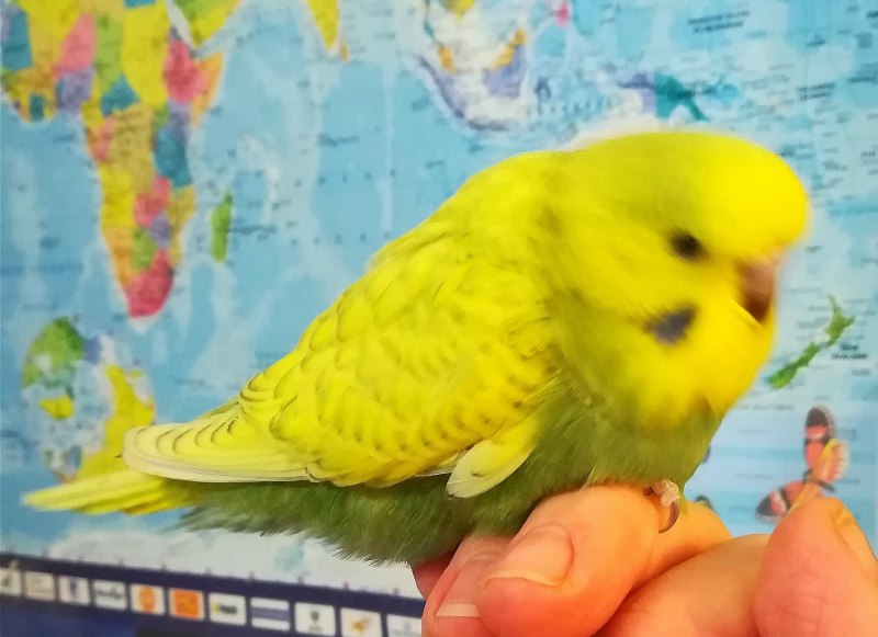 Попугай зеленый опалин