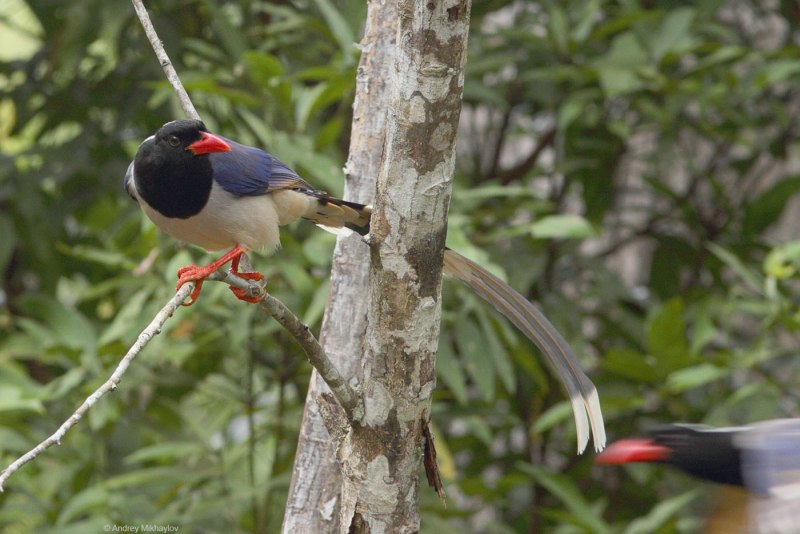 Китайская Лазоревая сорока (Urocissa sinensis)